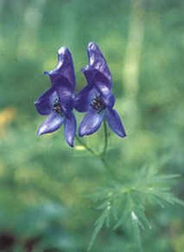  Aconitum Ambiguum Extract  